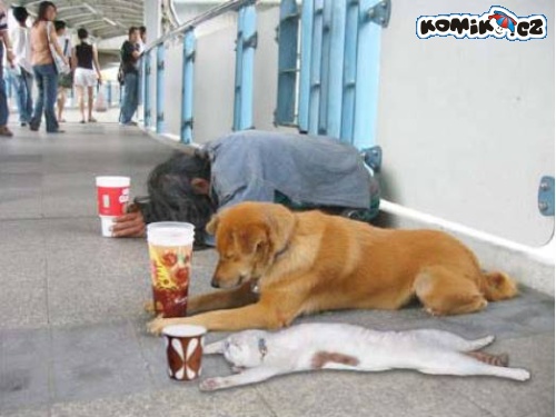 Krize už dopadá na vše živé