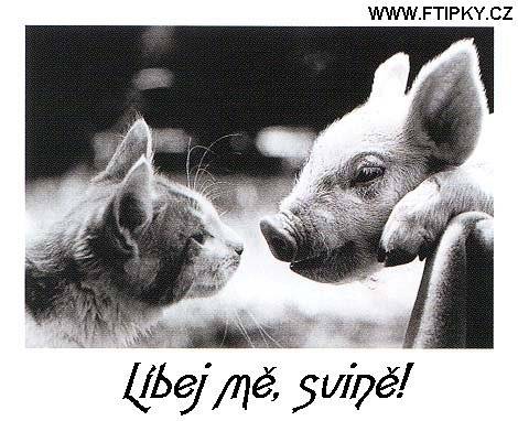 Líbej mě, svině!