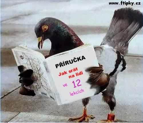 Příručka pro holuby