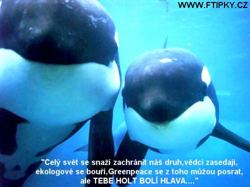 Tebe holt bolí hlava